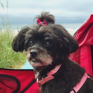 Meet your Posher, Sandi